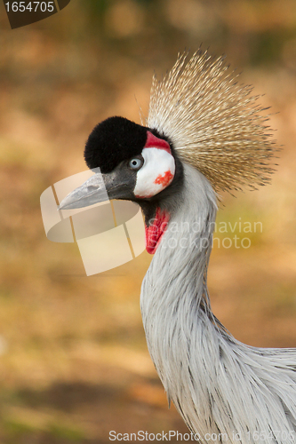 Image of A crowned crane