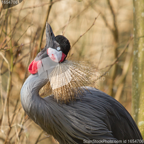 Image of A crowned crane