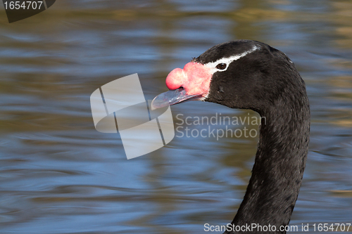 Image of A swan in a dutch zoo