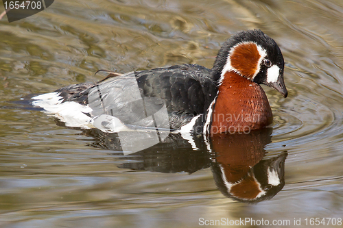 Image of A Red-breasted Goose is swimming