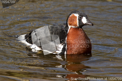 Image of A Red-breasted Goose is swimming