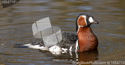 Image of A Red-breasted Goose is swimming