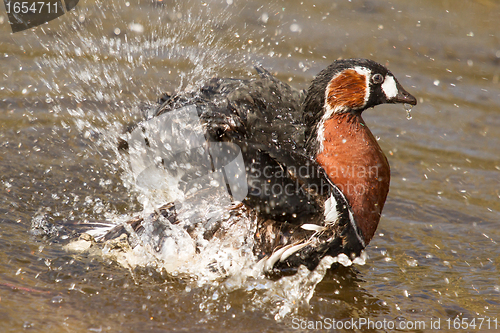 Image of Red-breasted Goose washing