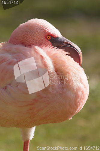 Image of A pink small Flamingo