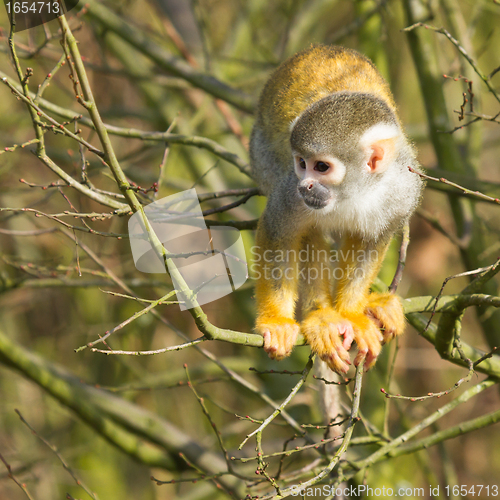 Image of One apes in a tree