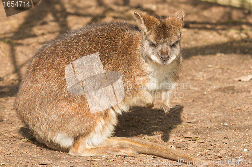 Image of A parma wallaby