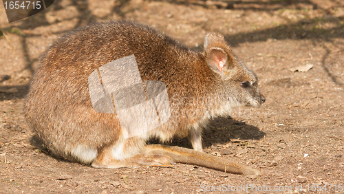 Image of A parma wallaby