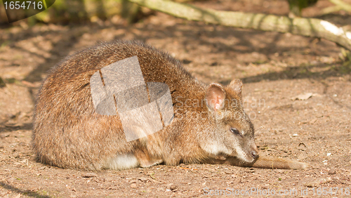 Image of A parma wallaby