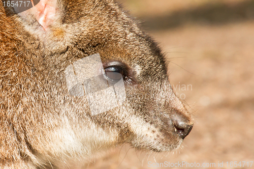 Image of A parma wallaby