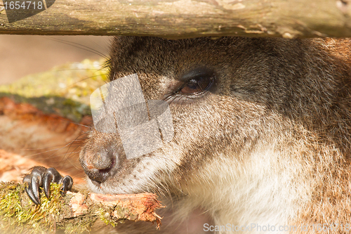 Image of An eating  parma wallaby