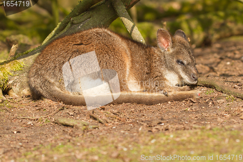 Image of A sleeping parma wallaby