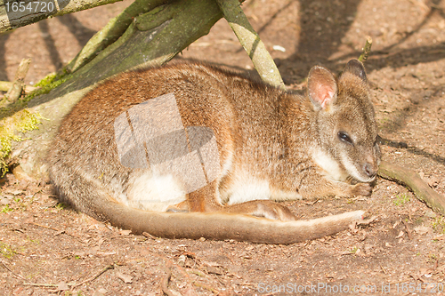 Image of A sleeping parma wallaby