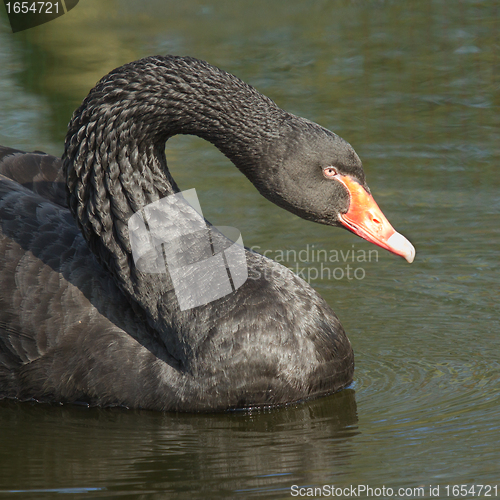 Image of A black swan is swimming