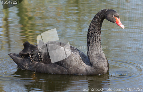 Image of A black swan is swimming