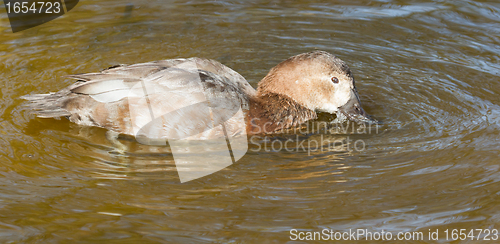 Image of A duck is drinking