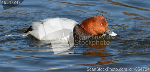 Image of Common Pochard drinking