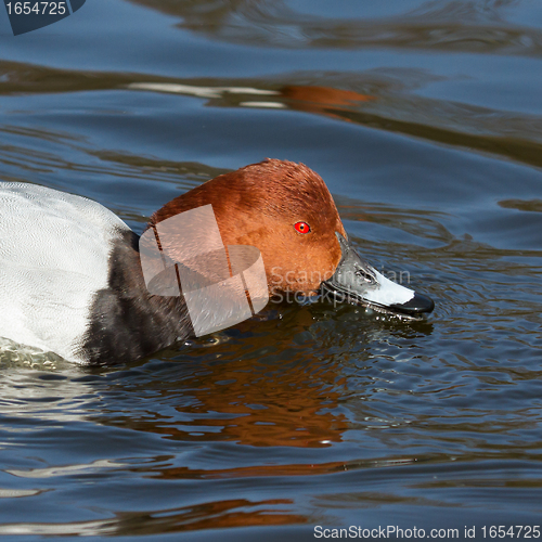 Image of Common Pochard drinking