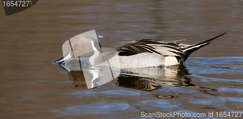 Image of Northern pintail drake swimming