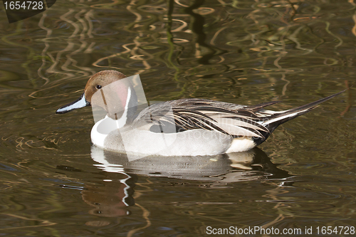 Image of Northern pintail drake swimming