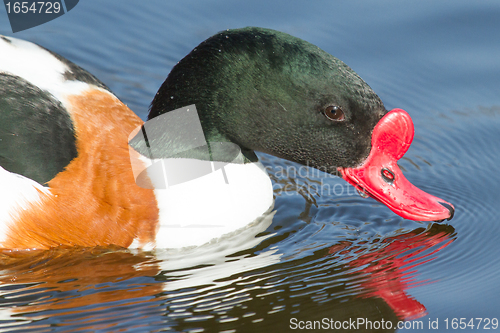 Image of Common Shelduck swimming