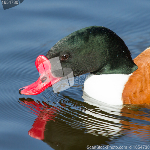 Image of Common Shelduck swimming