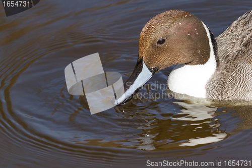 Image of Northern pintail drake swimming