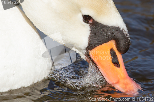 Image of Close-up of an eating swan