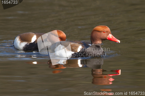 Image of Couple of Red-crested Pochards