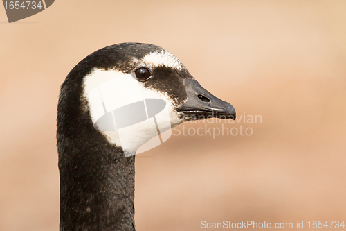 Image of Close-up of a barnacle goose