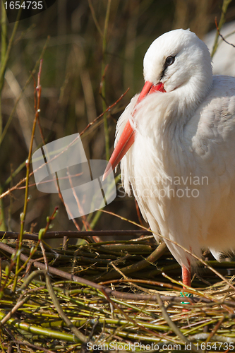 Image of A stork on a nest