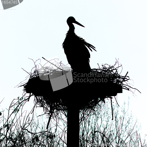 Image of A stork on a nest