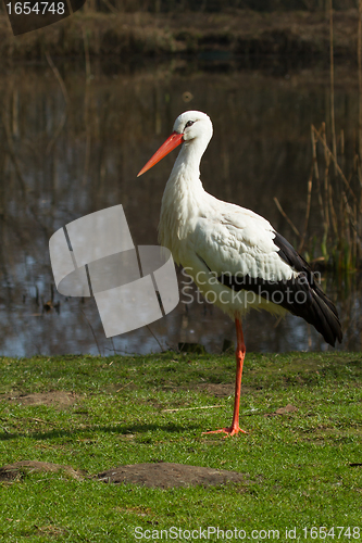 Image of A stork in its natural habitat