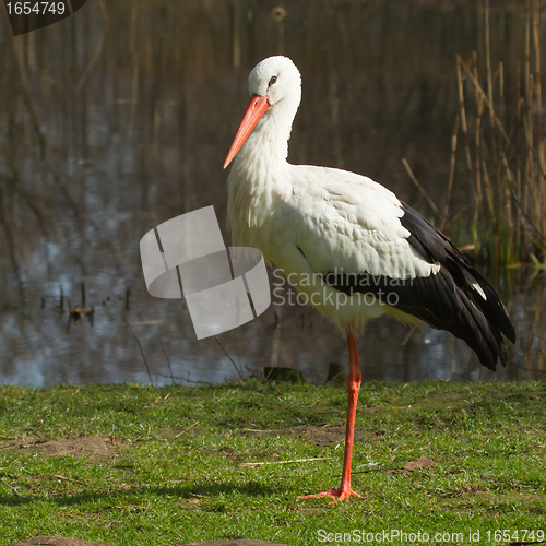 Image of A stork in its natural habitat