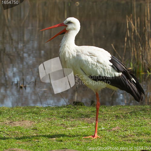 Image of A stork in its natural habitat