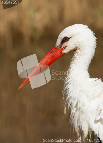 Image of Close-up of a stork