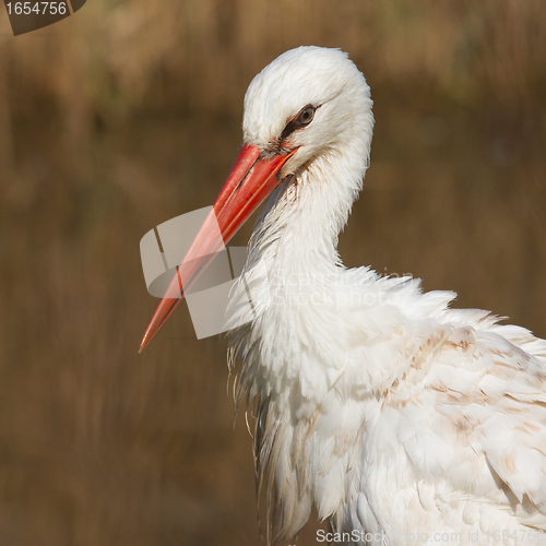 Image of Close-up of a stork