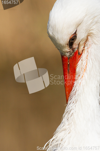 Image of Close-up of a stork