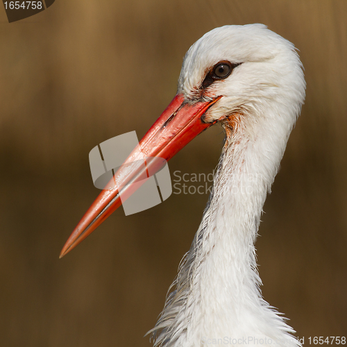 Image of Close-up of a stork