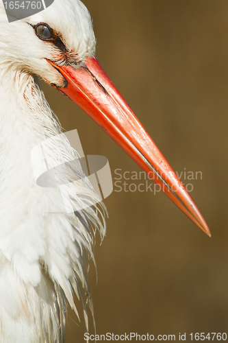 Image of Close-up of a stork