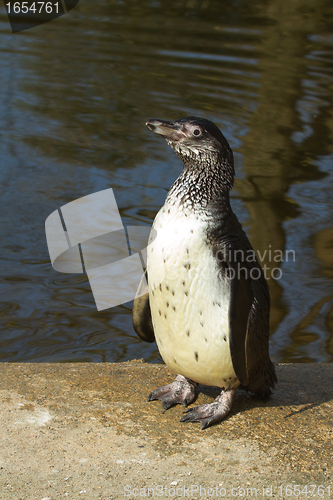 Image of A Humboldt penguin