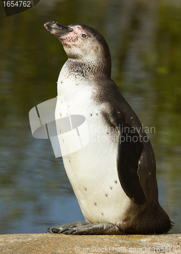 Image of A Humboldt penguin