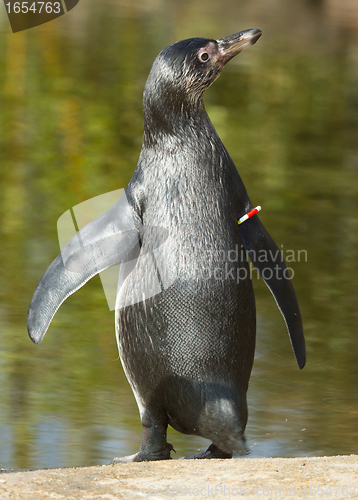 Image of A Humboldt penguin