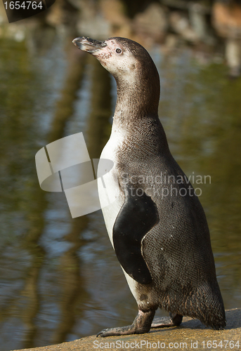 Image of A Humboldt penguin