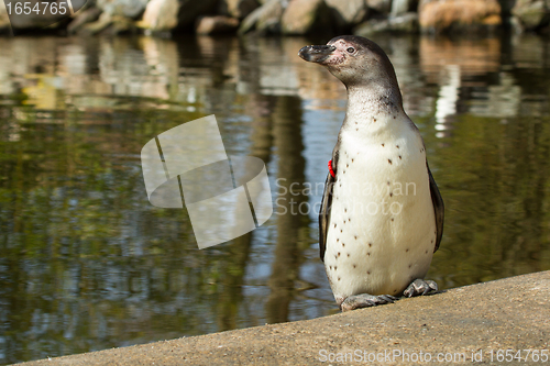 Image of A Humboldt penguin