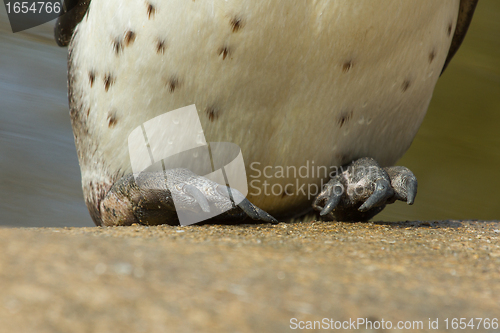 Image of The feet of a Humboldt penguin