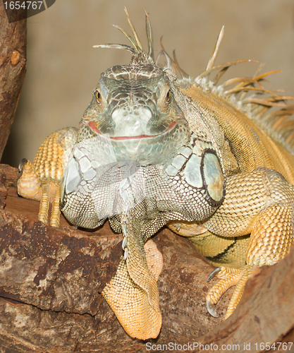 Image of A green iguana