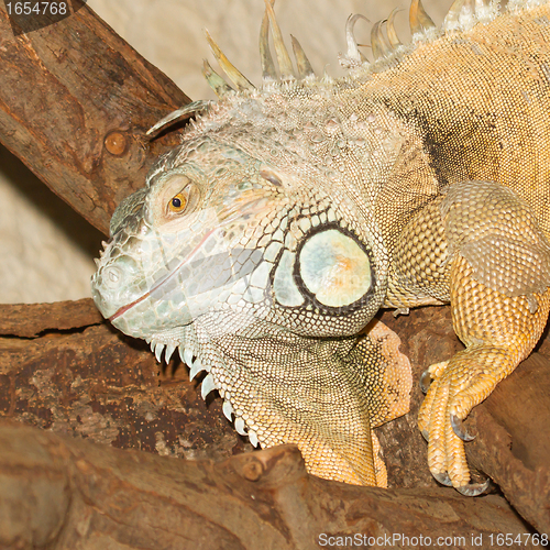 Image of A green iguana