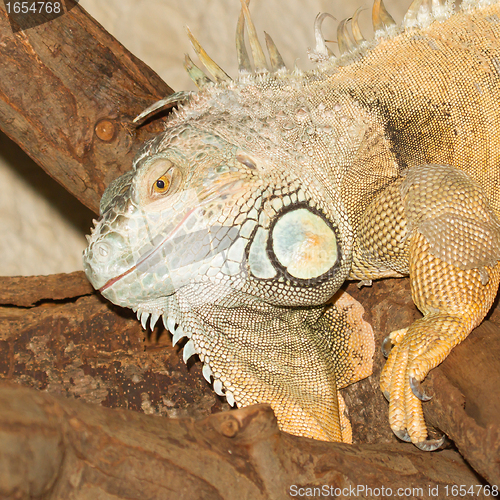 Image of A green iguana
