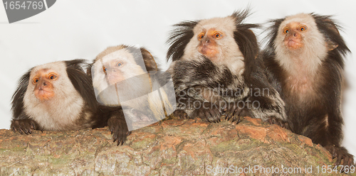 Image of Four Geoffroy's Tufted-eared Marmosets
