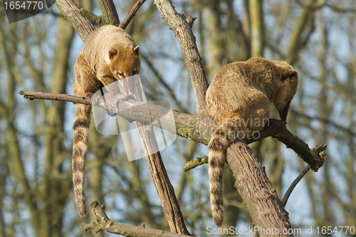 Image of Two eating coatimundis